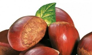 赞美板栗的句子 赞美板栗的句子有哪些