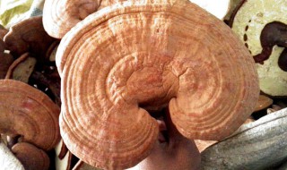 灵芝泡酒怎么泡 灵芝泡酒的方法