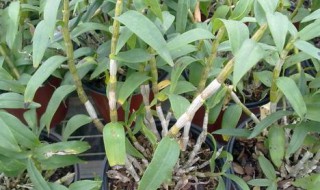 铁皮石斛种植方法 铁皮石斛种植方法是什么