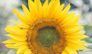 阳光正能量的句子 阳光正能量的句子有哪些