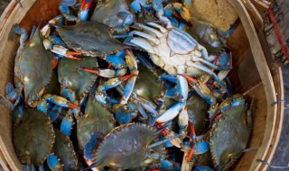 钓河螃蟹方法 怎么钓河螃蟹