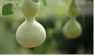 葫芦的处理方法 处理葫芦的方法
