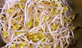 泡发的黄豆芽怎么做 怎样泡发黄豆芽