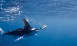 哪一种鱼是游泳冠军 动物界鱼类中的游泳冠军是哪位