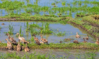 养鸭子的方法 鸭子如何放养
