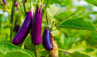 水煮茄子怎么做 水煮茄子的做法