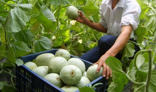 水果甜瓜种植方法 水果甜瓜怎么种植