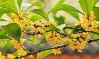 桂花的作文300字 桂花的作文300字范文