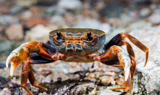 杀螃蟹的方法 怎么杀螃蟹