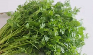 香菜怎么保存不爱坏 香菜的保存方法介绍