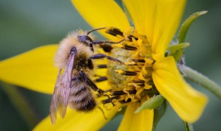 怎么处理蜂子窝 有什么需要注意的