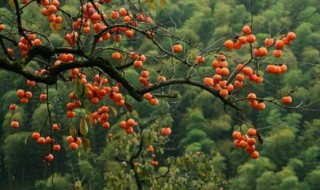 柿子醋腌制方法 柿子醋腌制方法介绍