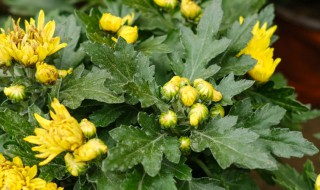 菊花移栽最佳方法 怎么栽菊花