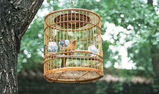 鸟笼保暖方法 鸟笼保暖的方法介绍