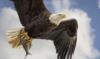 老鹰的资料 老鹰介绍