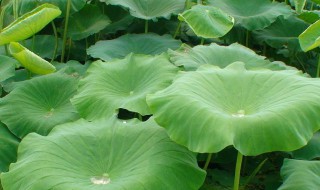 荷叶什么作用 荷叶什么功效