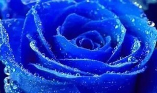 蓝色妖姬什么意思 什么是蓝色妖姬