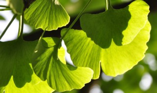 银杏树简介 银杏树详细介绍