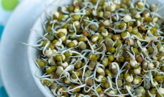 绿豆长了一点点芽还可以吃吗 绿豆长了一点点芽能不能吃