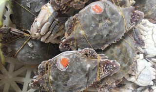 冰冻梭子蟹的家常做法 冰冻梭子蟹做法