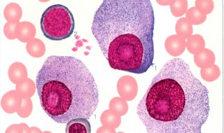 骨髓是什么 骨髓简介