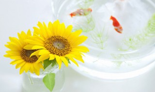 向日葵简介特征 向日葵有什么特征