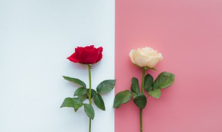 三朵红玫瑰代表什么意思 三朵红玫瑰是代表什么意思