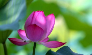 映日荷花别样红是什么意思 映日荷花别样红含义