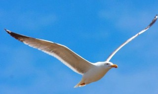 天地同装鸟雀敛足什么意思 天地同装鸟雀敛足的意思