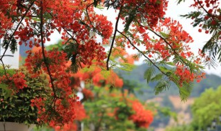 凤凰花开的路口的寓意是什么 凤凰花开的路口的寓意