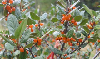 有一种水果叫什么赖子 水果胡秃子介绍