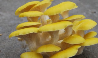 黄色的蘑菇叫什么 黄色的蘑菇名字