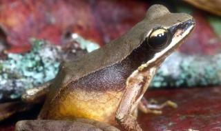 泥土色的青蛙叫什么 泥土色的青蛙叫什么名称