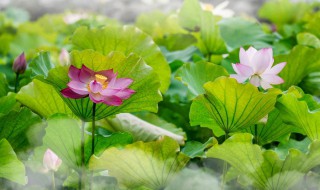 灼灼荷花瑞亭亭出水中的意思 灼灼荷花瑞亭亭出水中原文及翻译介绍