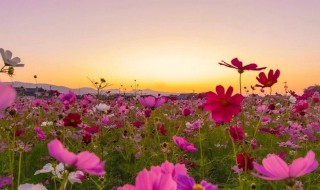 姹紫嫣红花团锦簇的意思 姹紫嫣红花团锦簇的意思是什么