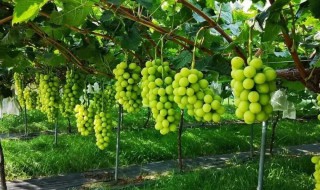 阳光玫瑰葡萄简介 阳光玫瑰葡萄介绍
