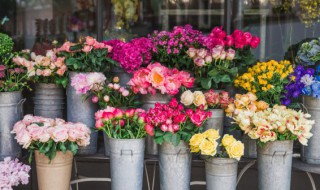 月季插扦方法及时间 月季插扦方法及时间介绍