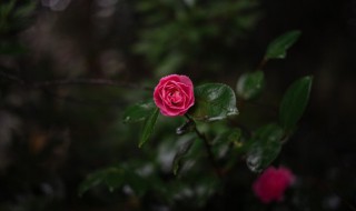 赞美夏天的短句 赞扬夏天的句子范例