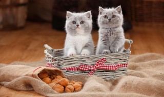 梦见吃猫肉是什么意思 梦见吃猫肉的寓意