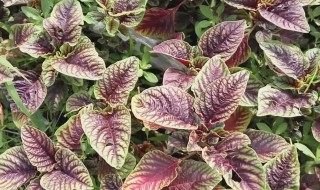 金不换是什么意思 金不换解释