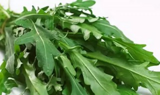 野莴苣菜的功效与作用 野莴苣菜的功效与作用是什么