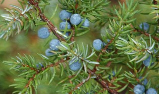 杜松精油功效与作用是什么 杜松精油功效与作用有哪些