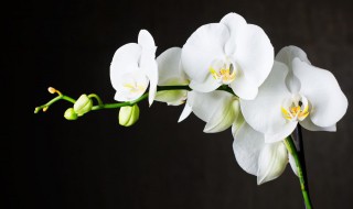 哪些兰花好养活 比较好养活的兰花有什么