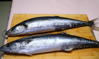 鲅鱼怎样储存用除内脏吗 鲅鱼储存方法介绍