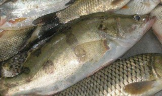 丁桂鱼养殖周期是多久 丁桂鱼养殖周期