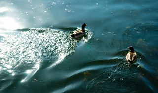 水太深是什么意思 水太深解释