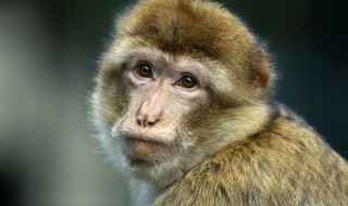 猴遇猴准封侯的意思 猴遇猴准封侯的意思是什么