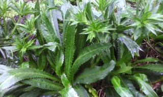 毛香草作用与功效 毛香草作用与功效有什么