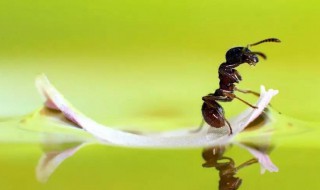 酒精喷在蚂蚁身上会怎样 酒精简介