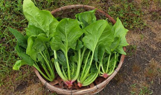 菠菜鸡蛋的功效与作用 吃菠菜鸡蛋的好处有哪些